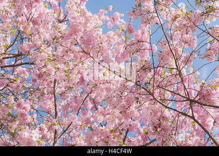 Deutschland, Bayern, Landkreis Augsburg, Kirsche Blume, Kirsche, Baum, Gegenlicht, Frühling, rosa, blau, Blüte, neues, frisches, Sonne, Himmel, Stockfoto