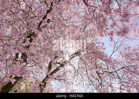 Deutschland, Bayern, Landkreis Augsburg, Kirsche Blume, Kirsche, Baum, Sonne Sterne, Gegenlicht, Frühling, rosa, blau, Blüte, neues, frisches, Sonne, Himmel, Stockfoto