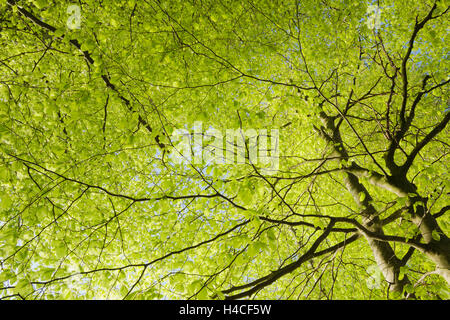 Deutschland, Bayern, Fünfseenland Bereich, See Wörthsee, See Ammersee, See Starnberg, Frühling, buchen, grün, frisch, Blätter, Bäume, Holz, bunt, jung, neu, Licht, Morgen, Stimmung, Landschaft Stockfoto