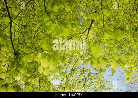 Deutschland, Bayern, Fünfseenland Bereich, See Wörthsee, See Ammersee, See Starnberg, Frühling, buchen, grün, frisch, Blätter, Bäume, Holz, bunt, jung, neu, Licht, Morgen, Stimmung, Landschaft Stockfoto