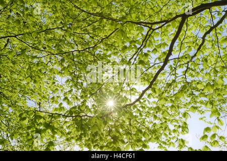 Deutschland, Bayern, Fünfseenland Bereich See Wörthsee, Ammersee, Starnberger See, Frühling, buchen, grün, frisch, Blätter, Bäume, Holz, helle, junge, neue, leichte, Morgen, Stimmung, Landschaft, Sonne Sterne, Sonne, Licht, Strahlen Stockfoto