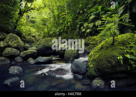 Guadeloupe, Karibik, Frankreich, Insel, tropisch, Paradies, Wasser, Bach, Dschungel, grüne, Regenwald, Blätter, Vegetation, üppigen, Steinen, Wasserfall, Panorama, Landschaft, Licht Stockfoto