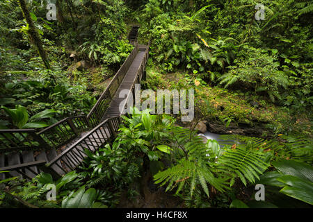 Guadeloupe, Karibik, Insel, Dschungel, Regenwald, Weg, Weg, Brücke, üppige Vegetation, grün Stockfoto