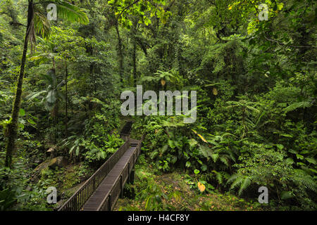 Guadeloupe, Karibik, Insel, Dschungel, Regenwald, Weg, Weg, Brücke, Vegetation, grün, üppig, Farn, Blätter, Pflanzen, Baum, Holz, feucht, Blick, Blick, Panorama, Landschaft, Abenteuer, Wildnis, Stockfoto