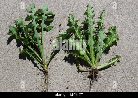 Stachelige oder grobe Sow Thistle - Sonchus Asper Vollpflanzen Stockfoto