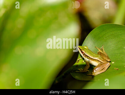 Frosch auf Wasserhyazinthe verlassen, Aalen in der Sonne Stockfoto