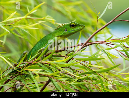 Basking in the Willows Stockfoto