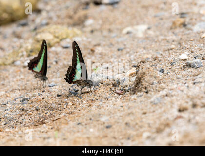 Schmetterling Schmetterlinge Foragging SarpedBig Eyeson an einem Flussufer an einem sonnigen Tag Stockfoto