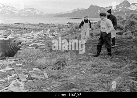 Männer der Besatzung des Fabrikschiffes "Jan Wellem" der Deutschen Walfangflotte treffen in Grytviken, Südgeorgien, Auf Ein Walross, 1930er Jahre. Crew-Mitglieder von dem Fabrikschiff "Jan Wellem" von der deutschen Walfangflotte treffen ein Walross bei Grytviken, S Stockfoto