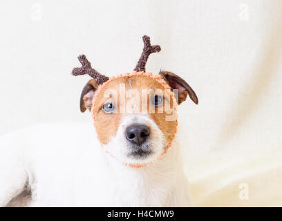 Weihnachtskostüm Rentiere – lustige Hund trägt Geweih Stockfoto