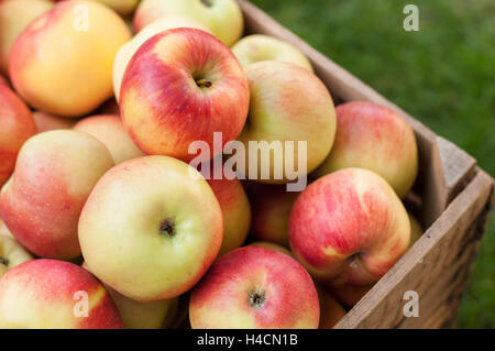 Viele gelbe und rote Äpfel in eine alte Holzkiste Stockfoto