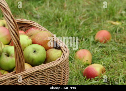 Frisch geerntete Äpfel (Malus Domestica) in einem Weidenkorb am Obstgarten English Heritage - Oktober Stockfoto