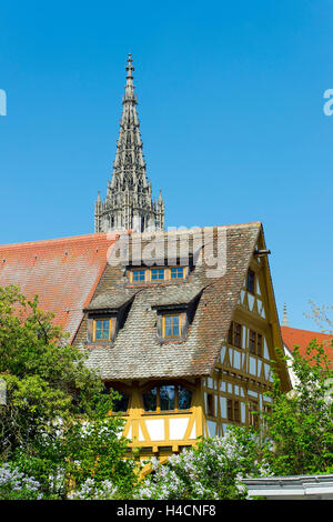 Deutschland, Baden-Wurttemberg, Ulm / Donau, Angeln Viertens Altstadt Ensemble in der Mündung der blau in die Donau, Fachwerkhaus, Turm der Kathedrale Stockfoto