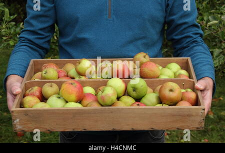 Englisch frisch geerntete Äpfel in Holzkiste durchgeführt durch ein Englisches Obstgarten auf einem hellen Herbst (Oktober) Tag Stockfoto