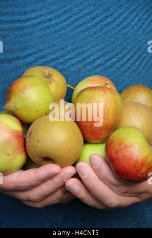 Malus Domestica. Frisch gepflückte Erbe Sorte Äpfel durchgeführt durch ein Englisches Obstgarten im Oktober, Großbritannien Stockfoto