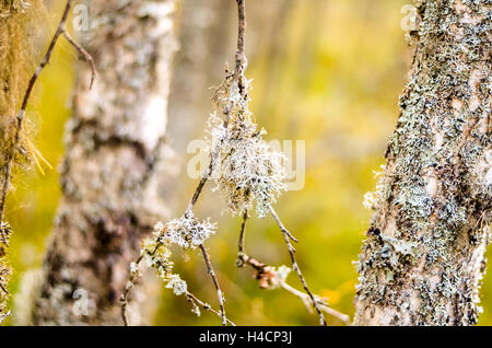 weißen Flechten auf herbstlichen Waldbäume angebaut Stockfoto