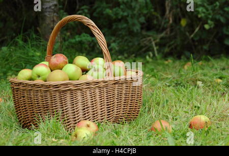 Äpfel pflücken. Korb gefüllt mit frisch geernteten „Ribston Pippin“, „Margil“ und „Egremont Russet“, die Äpfel in einem englischen Obstgarten essen Stockfoto