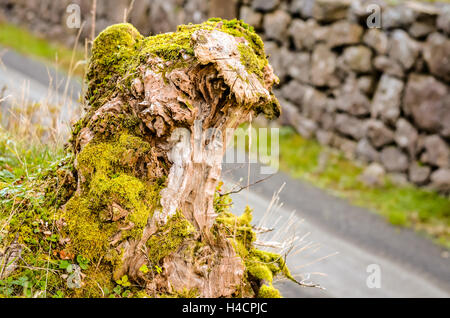 Treestump mit Moos in Herbstlandschaft angebaut Stockfoto