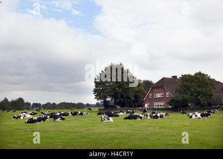 schwarze und weiße Kühe auf Wiese in der Nähe von Bauernhof in den Niederlanden auf Utrechtse Heuvelrug in Provinz Utrecht Stockfoto