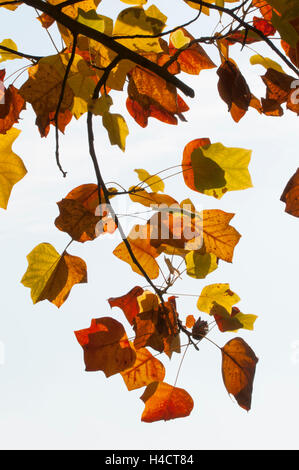 Amerikanische Tulpe Ahorn (Liriodendron Tulipifera, Magnoliaceae) Stockfoto