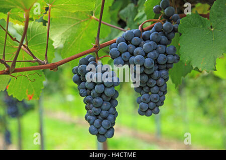 Weintrauben, Weinberg, Österreich, Wachau Valley, St. Johann in der Mauerthale Stockfoto