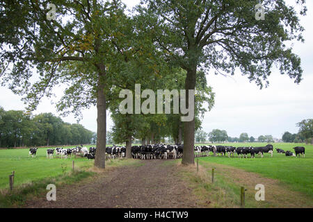 schwarze und weiße Kühe im Feld mit Feldweg zwischen Eichen in der niederländischen Provinz Utrecht Stockfoto