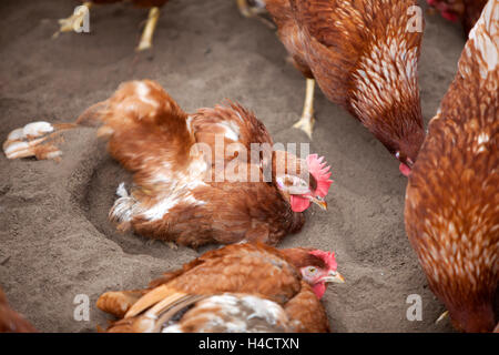 braune Hühner außerhalb Geflügelfarm in den Niederlanden in der Nähe von Utrecht nimmt Sandbad Stockfoto