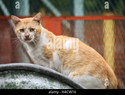 Hungrige Straße Katze auf einem Müllcontainer auf der Suche nach Nahrung Stockfoto