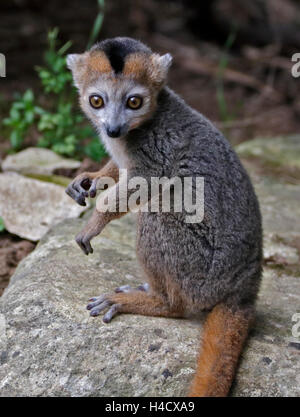 Gekrönte Lemur (Eulemur Coronatus) männliche Jugendliche Stockfoto