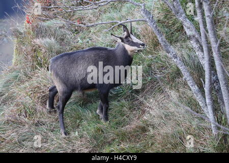 Gämse (Rupicapra Rupicapra) Vogesen, Frankreich Stockfoto