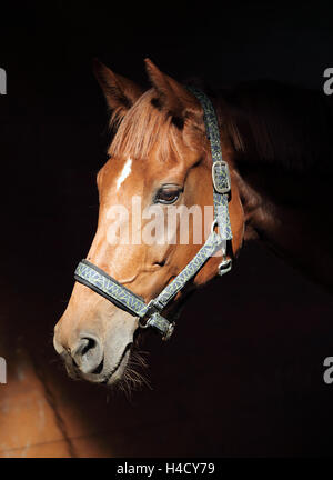 Low Key Kopfschuss reinrassigen Pferd im dunklen Stall Stockfoto