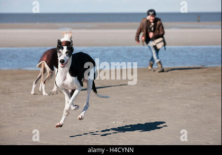 Greyhound während der Ausführung mit Frau am Strand Stockfoto