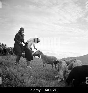 Zwei Junge Frauen Spielen Auf Einer Alm Mit Schafen, 1930er Jahre Deutschland. Zwei junge Frauen spielen mit Schafe auf einer Wiese, Deutschland der 1930er Jahre. Stockfoto