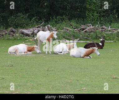 seltene Krummsäbel Oryx-Herde Weiden der grüne Rasen Stockfoto