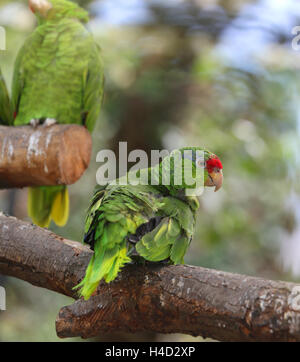 seltene grüne Papagei schuppig-breasted Lorikeet mit Federn alle farbigen im Baum Stockfoto