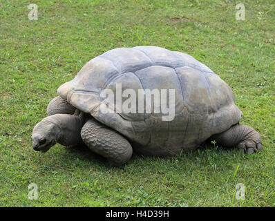 Große Schildkröte mit robusten Hülle während des Gehens auf Rasen Stockfoto