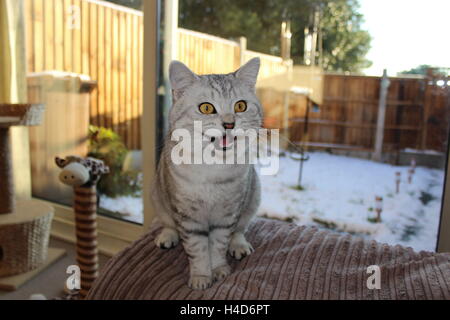 Aufgeregt, Britisch Kurzhaar Katze mit Schnee Stockfoto