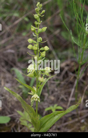 Epipactis Phyllanthes, grüne Helleborine, wachsen auf Heideland, Surrey, UK. August. Stockfoto