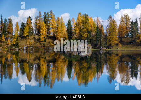 Bergsee, Spiegelung, Herbst, Farbe der Blätter, Lago Federa, Dolomiten, Italien Stockfoto