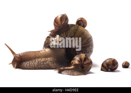 Afrikanischen Riesen Schnecke mit zwei Babys auf ihrer Schale und drei an ihrer Seite Stockfoto