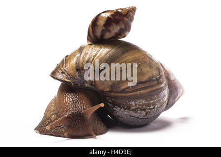 Afrikanischen Riesen Schnecke mit einem Baby auf ihrem Schneckenhaus Stockfoto