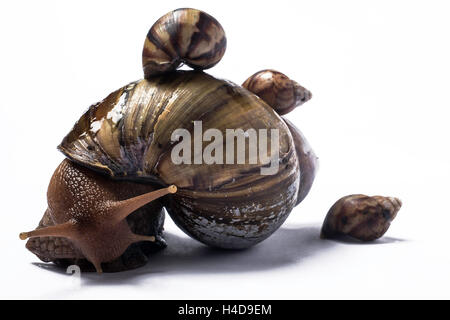 Afrikanischen Riesen Schnecke mit einem Baby auf ihre Schale und eine auf der Rückseite Stockfoto