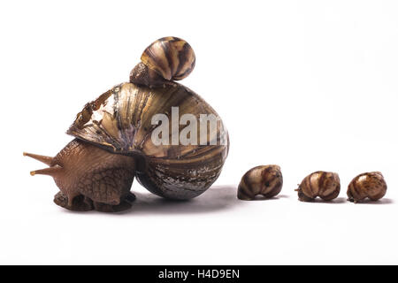 Afrikanischen Riesen Schnecke mit einem Baby auf ihre Schale und drei auf der Rückseite Stockfoto