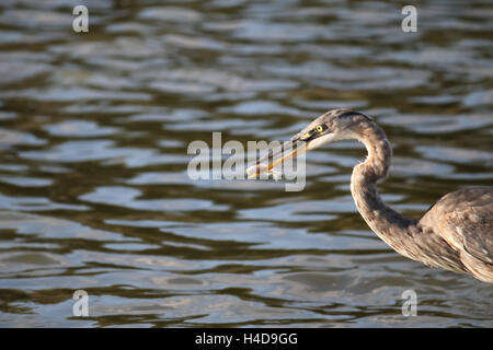 Das Great Blue Heron ist Malibu Lagoon Angeln. Stockfoto