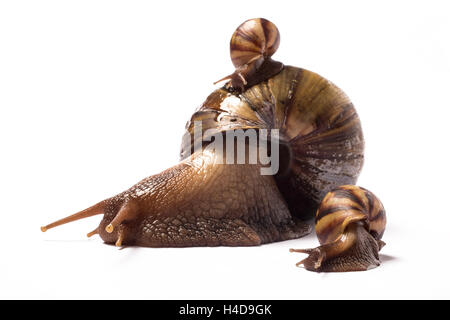 Afrikanischen Riesen Schnecke mit einem Baby auf ihre Schale und ein weiteres Kind an ihrer Seite Stockfoto