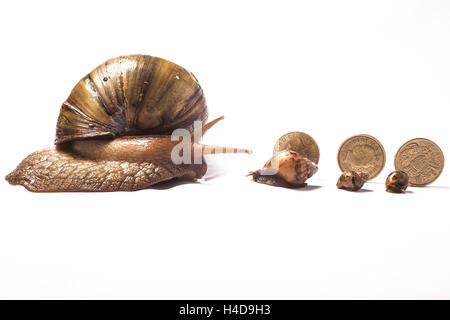 Afrikanischen Riesen Schnecke Blick auf ihre drei Babys mit hinter Ihnen drei Pfund-Münzen Stockfoto