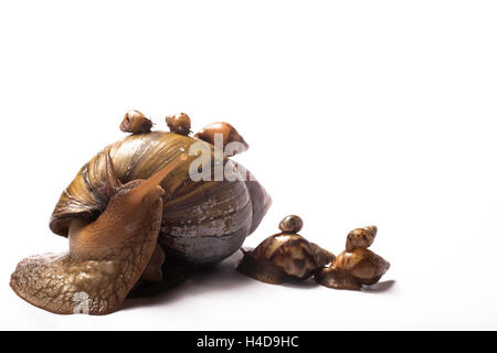 Riesigen afrikanischen Schnecke mit drei kleinen afrikanischen Riesen Babys auf ihrer Schale und vier auf der Seite Stockfoto