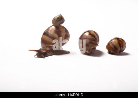 drei kleine afrikanische riesige Schnecken mit einem Baby riesigen afrikanischen Schnecke auf der Schale Stockfoto