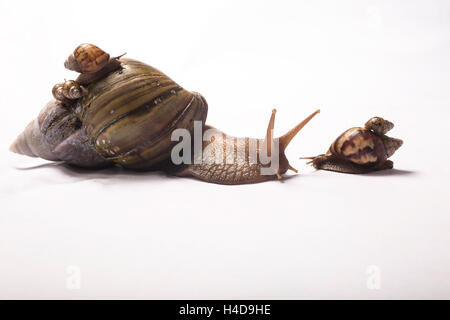 Riesigen afrikanischen Schnecke mit zwei kleinen afrikanischen Riesen Babys auf ihrer Schale und eine vor ihr mit einem anderen Baby auf seiner Schale Stockfoto