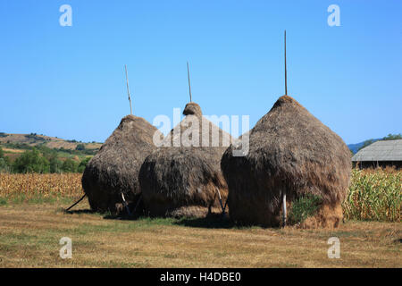 Landwirtschaft in der Maramures, Rumänien, traditionelle Heu stapeln Stockfoto